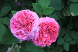 Damask Rose